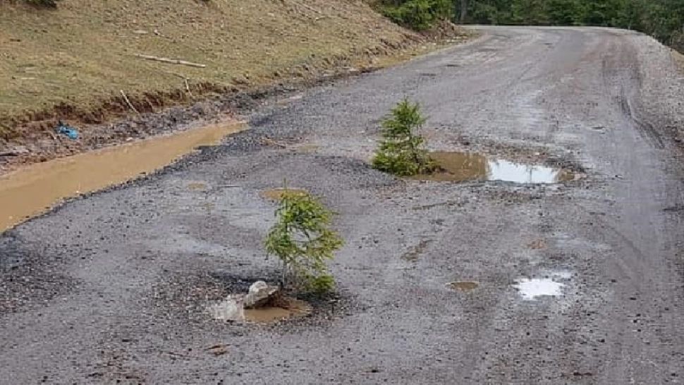 Sătenii au plantat BRAZI în gropile din mijlocul unui drum din zona turistică Beliș