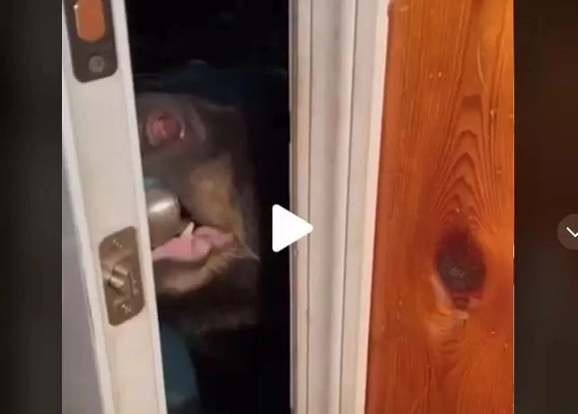 VIDEO – A auzit zgomot la ușa așa că a început să filmeze totul – Imaginile au devenit virale – Ce s-a întâmplat defapt