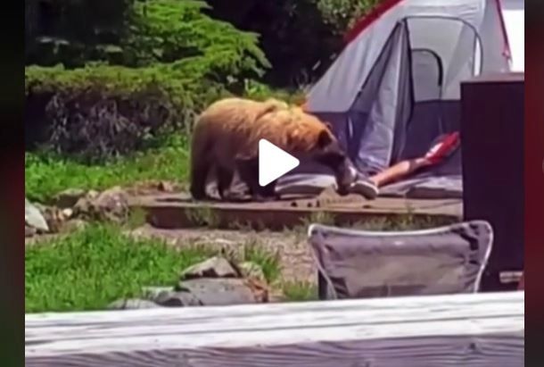 VIDEO – Un urs s-a apropiat de cort și a început să adulmece piciorul unui turist – Reacția uluitoare