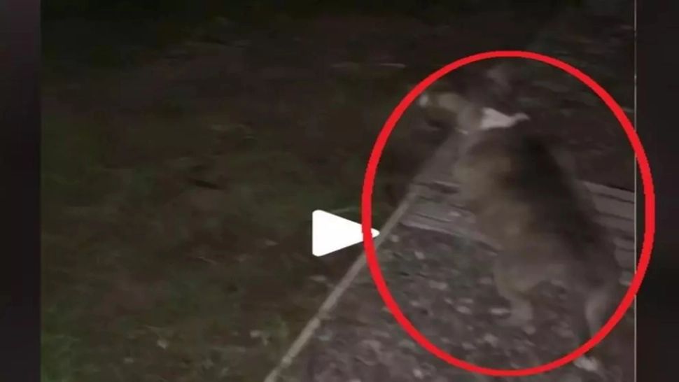 VIDEO – Când câinele nu latră, dar se uită insistent într-un punct fix, este semnalul de pericol maxim – Lecția învățată de un internaut