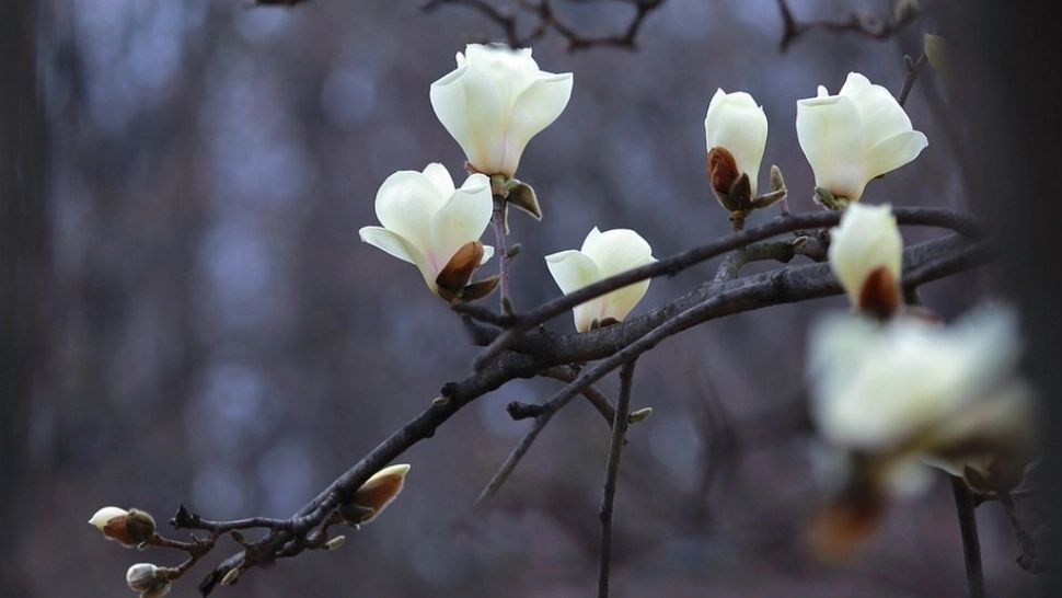 Prognoza meteo - schimbări radicale. România, lovită de un val de frig - temperaturile scad dramatic în toată țara