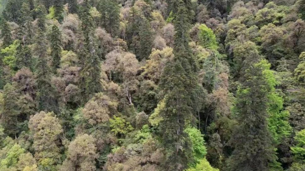 Nou RECORD pentru China: un copac de peste 83 de metri, descoperit într-o regiune din Tibet
