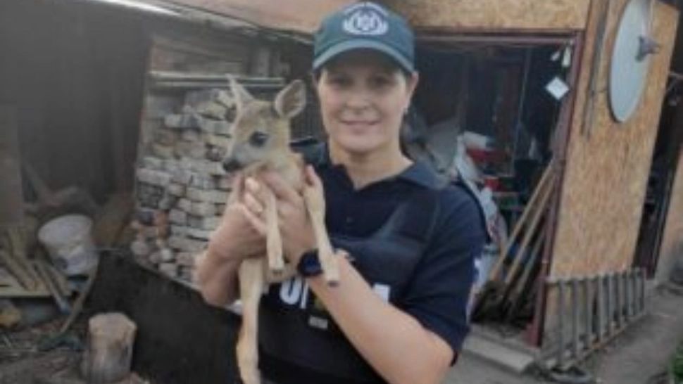 Un pui de căprioară a fost salvat de polițiști