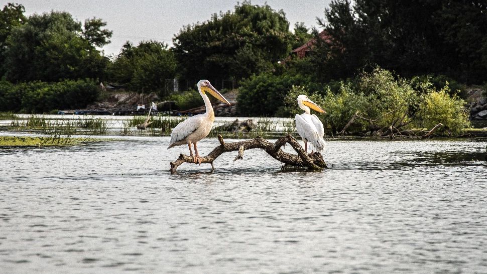 Amenzile pentru camparea ilegală în Delta Dunării vor fi majorate cu 800%