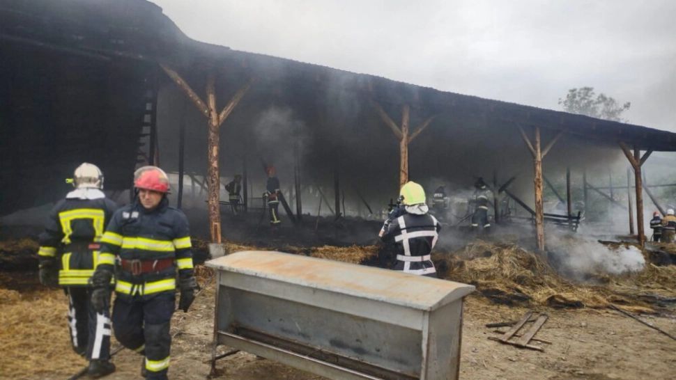 Incendiu violent în Târgu-Mureș. Sute de animale au ars după ce adăpostul în care se aflau a luat foc - FOTO