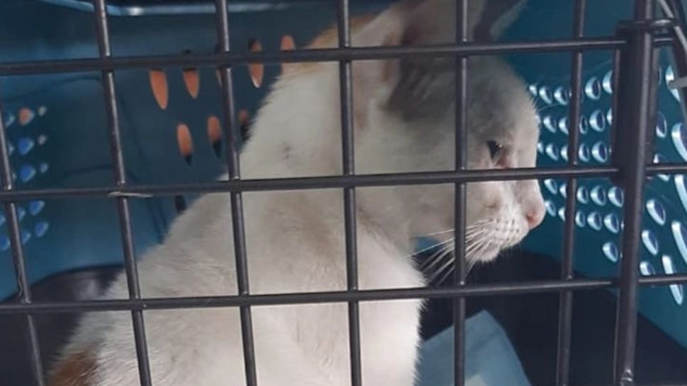 Cruzime fără limite! Mamă a 3 copii, dosar penal după ce a ucis o pisică prin decapitare - Motivul, șocant