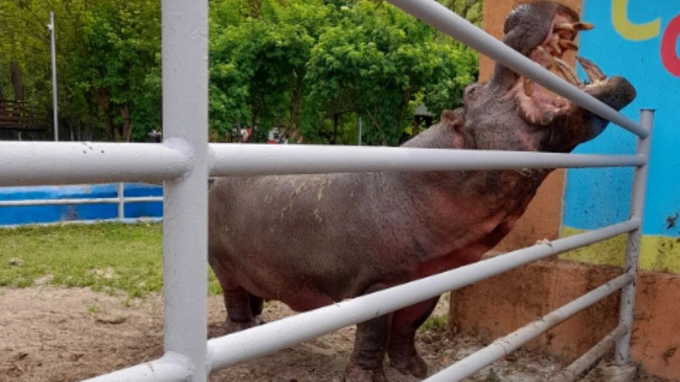 Singurul hipopotam din România: la ce grădină zoologică se află și ce vârstă are