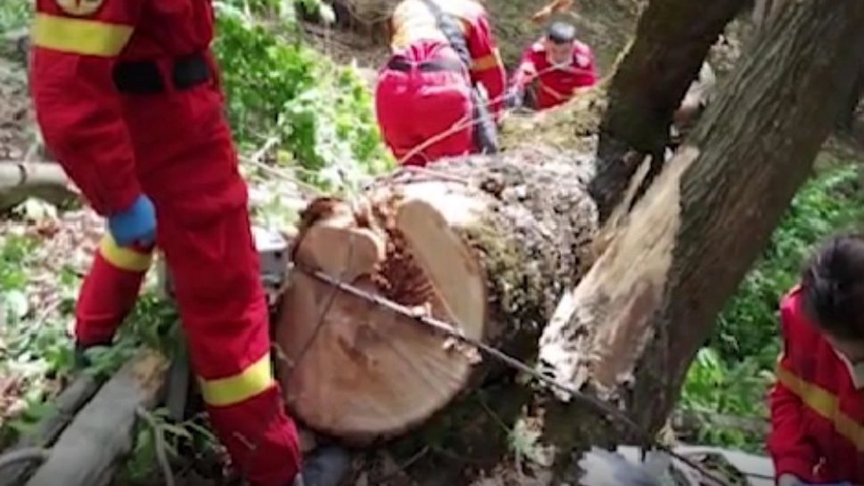 Un bărbat a murit după ce a fost STRIVIT de un copac: TRAGEDIE în județul Sibiu