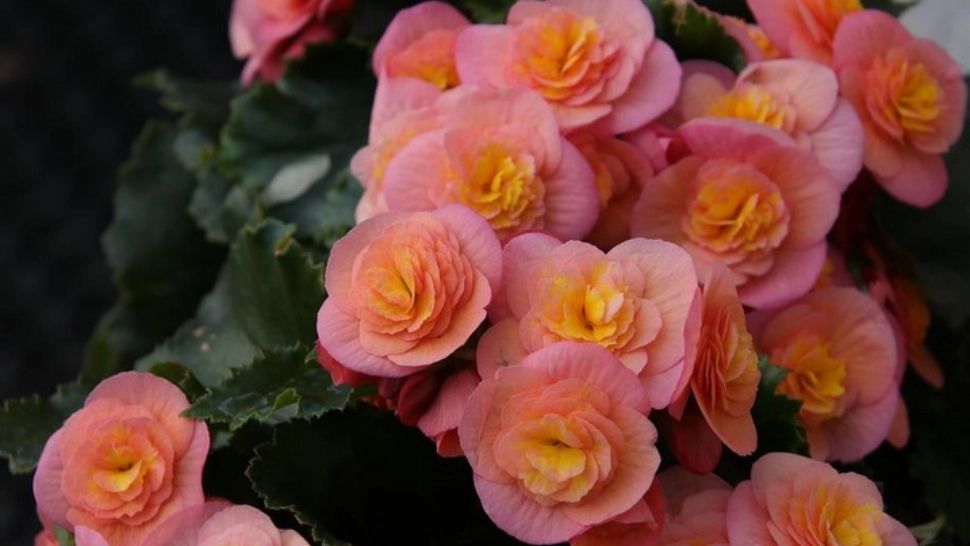 Îngrijire begonie. Când și cât se udă planta pentru a înflori tot anul