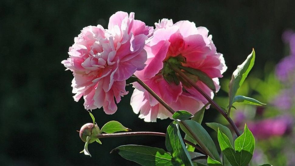 Ce se întâmplă dacă dormi într-o cameră în care ai o vază plină cu BUJORI