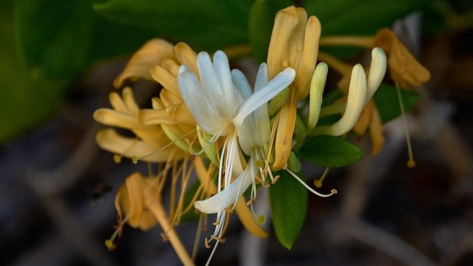 Beneficiile caprifoiului, sau Mâna Maicii Domnului. Tratează o mulţime de afecţiuni