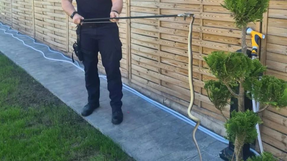 Șerpi de peste UN METRU pe străzi și prin mașini. Alertă în orașe mari din Oltenia - FOTO