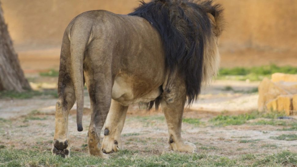 Doi lei au scăpat de la Zoo în Rădăuți - A fost emis RO-Alert