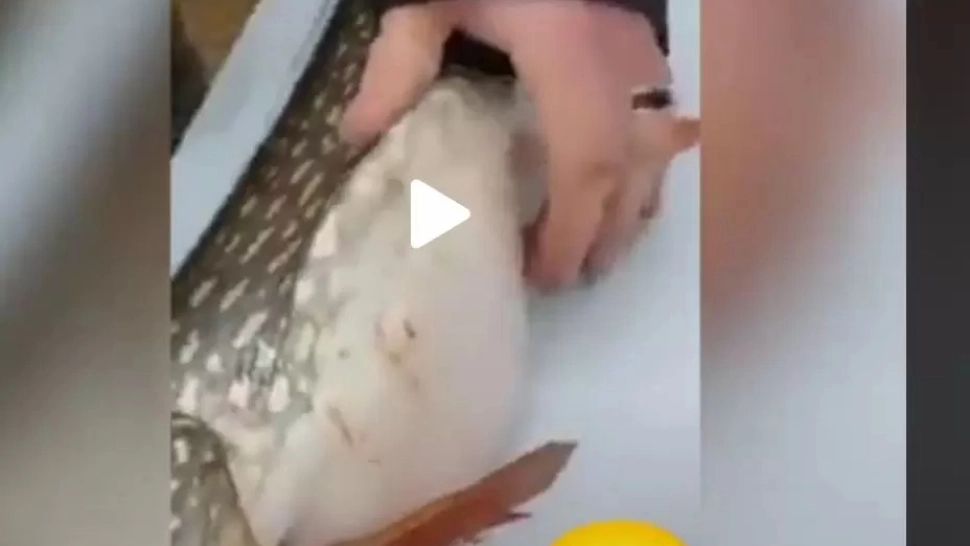 VIDEO – Pescarii au obsevat ceva suspect în burtă unui pește – Când l-au despicat, au rămas uimiți – Încă mișca