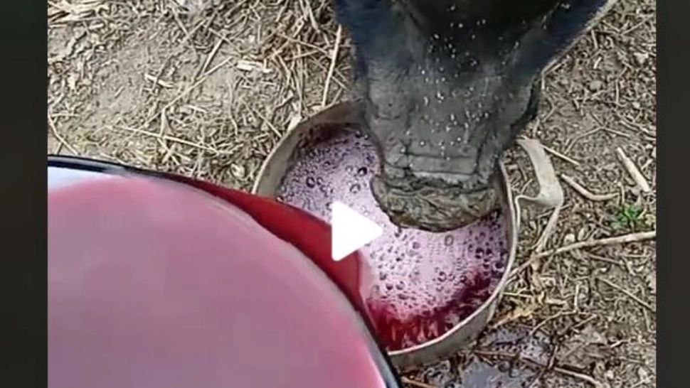 VIDEO – Reacția genială a unui porc atunci când un moldovean îi da să bea vin – Imaginile virale pe TikTok