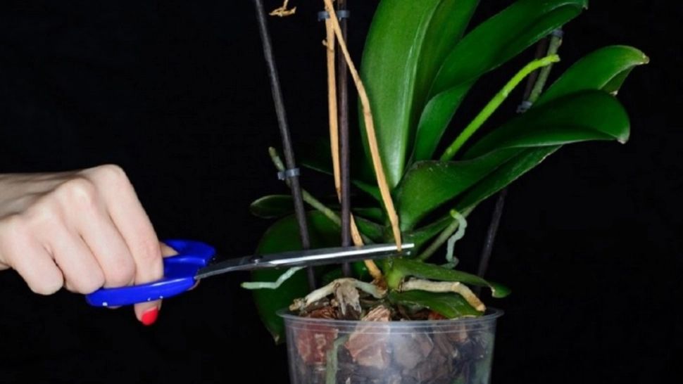 Ce faci cu tija de la orhidee după ce au căzut toate florile: o tai sau o păstrezi? Secretul regenerării stă în acest detaliu simplu
