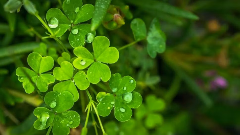 Horoscop 11 mai. Zodia care trage lozul norocos. Câștigă într-o zi cât în tot anul!