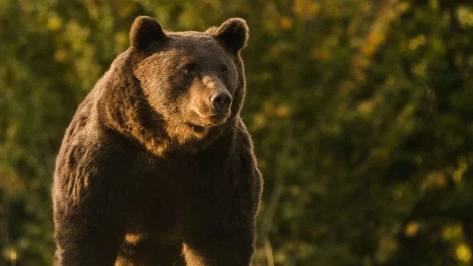 Un cioban și un copil de 8 ani, atacați de urs în județul Harghita