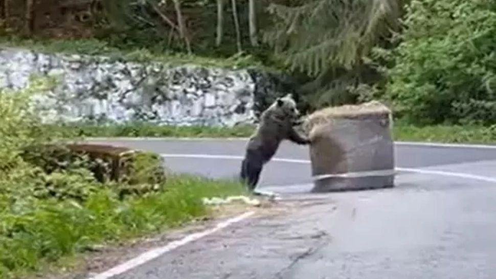 VIDEO VIRAL Un urs a ieșit pe traseu la Raliu Argeșului 