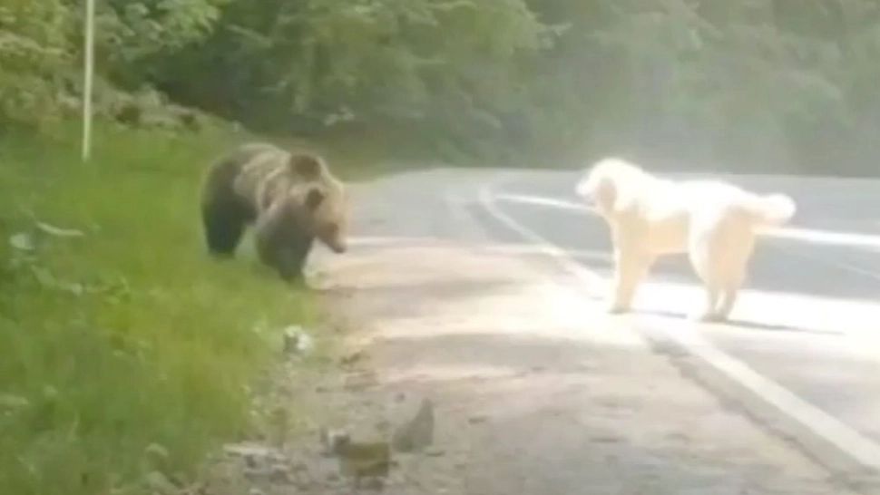 L-a atacat ursul la marginea drumului. I-a ieșit în față și S-AU SPERIAT unul de altul