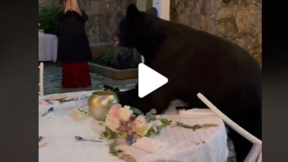 VIDEO – Un urs a intrat peste nuntași la o petrecere în aer liber – Reacția oamenilor, fabuloasă - Nimeni n-a fugit din fața animalului