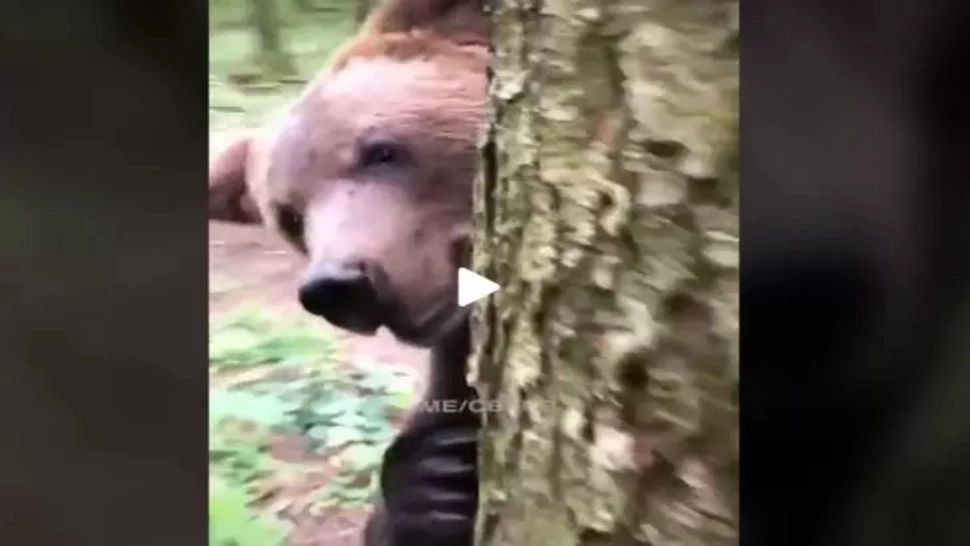 VIDEO - Mergea prin pădure când din spatele unui copac a apărut un urs - Totul a fost filmat
