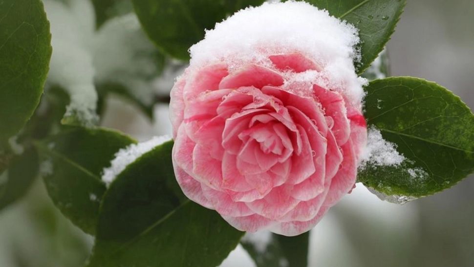 Schimbări radicale ale vremii - temperaturi de îngheț, în România - zonele lovite de furtuni 