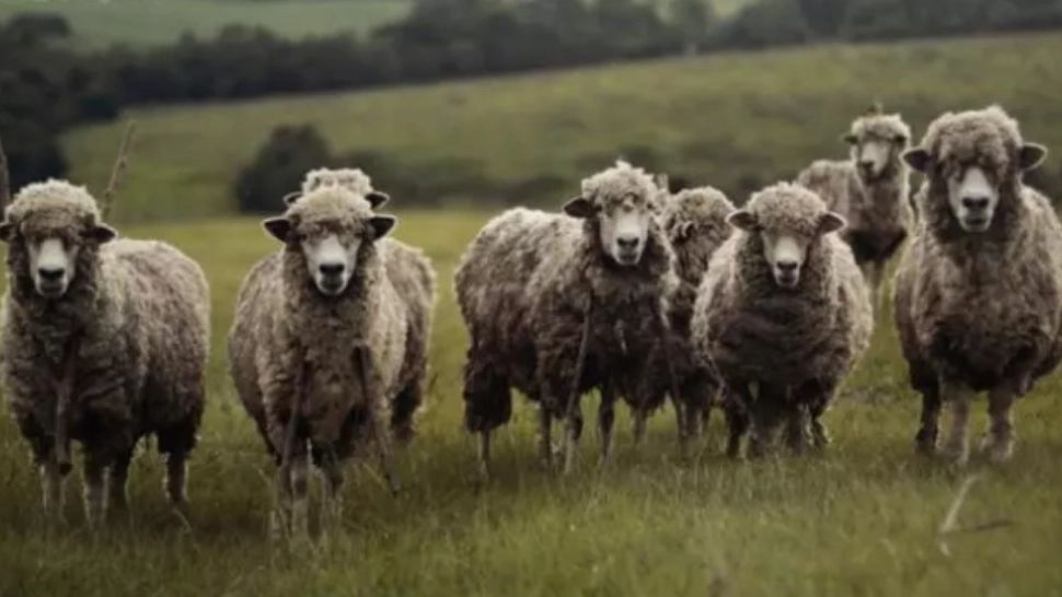 Un TIR cu peste 400 de oi s-a răsturnat pe șosea: 100 de animale au murit, iar alte 40 au fost rănite