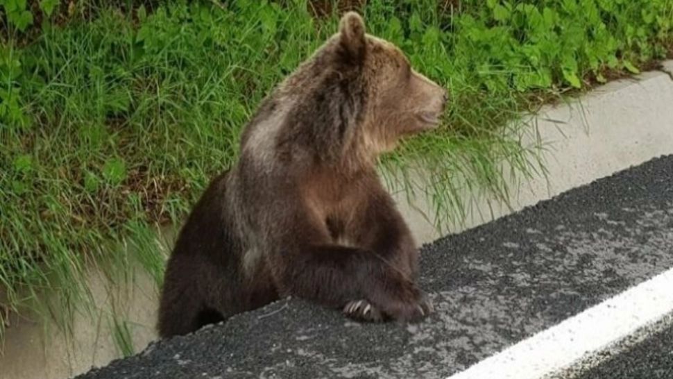Stațiunile din Harghita, ASALTATE de urși! 14 apeluri la 112, numai în ultima săptămână 