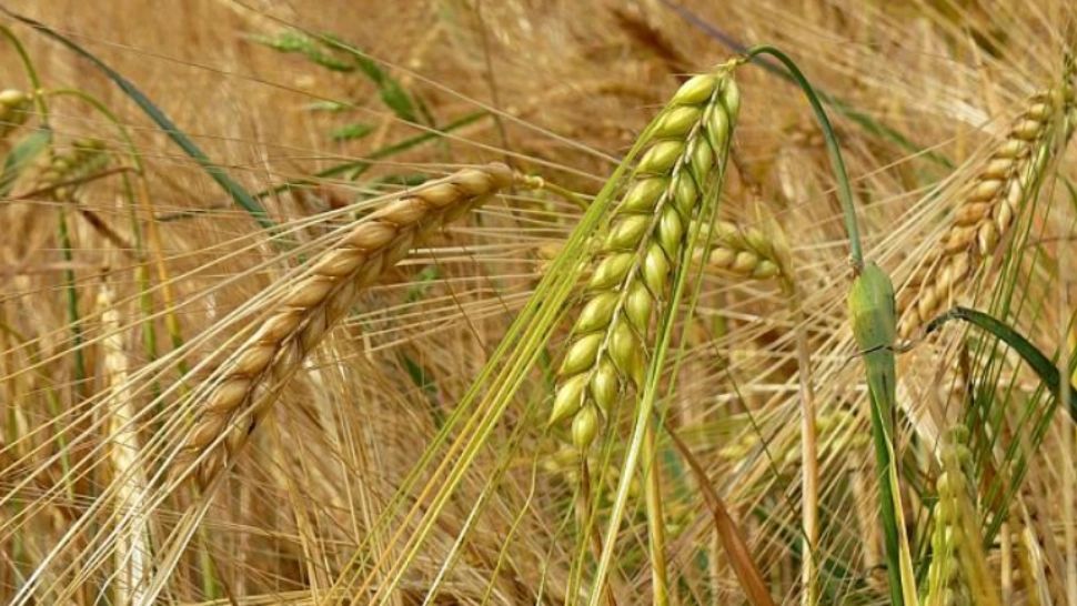 15 hectare de orz, mistuite de un INCENDIU, la ieșire din municipiul Arad. Pompierii trag un semnal de ALARMĂ