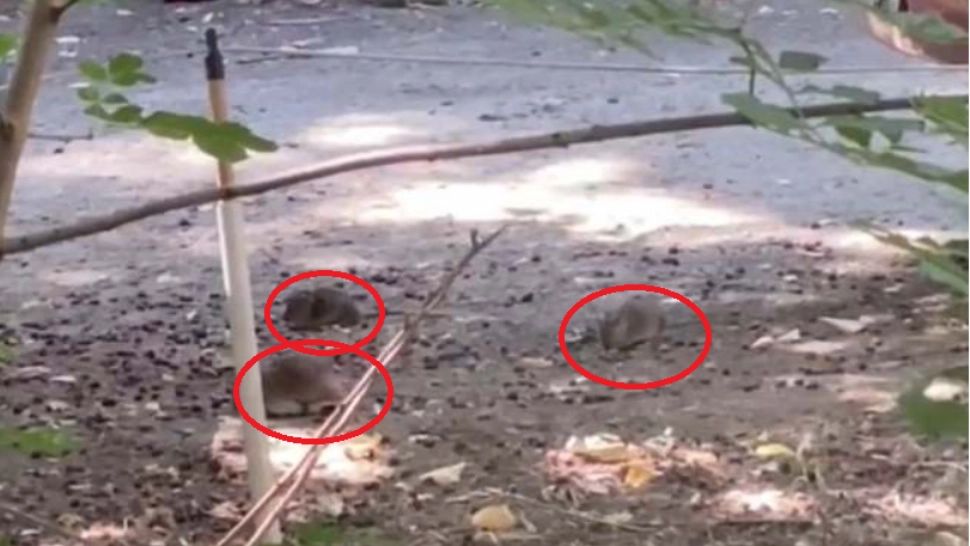 Cartier din Arad, INVADAT de șobolani: oamenii sunt REVOLTAȚI