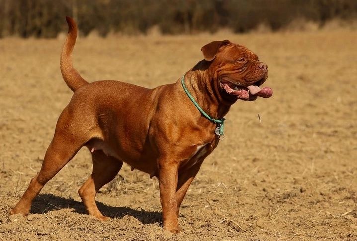Adolescente atacate de un Mastiff. Proprietarul câinelui periculos a folosit un extinctor, apoi a fugit