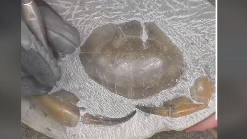 VIDEO – A găsit o piatră ciudată pe malul marii – După 200 de ore de muncă migăloasă a aflat ce se află în interiorul ei