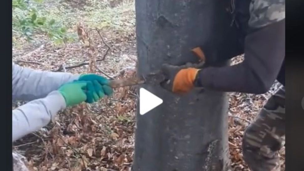 VIDEO fabulos – Ce au găsit doi români într-o pădure, îngropat în pământ: “E de muzeu”
