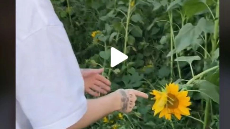 VIDEO – A observat ceva ciudat într-un câmp de floarea soarelui – Când s-a apropiat, a rămas șocat de ce a găsit