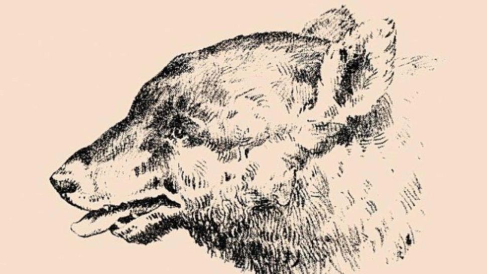 Iluzia optică veche de peste 100 de ani pe care numai oamenii cu o inteligență peste medie o descifrează - FOTO