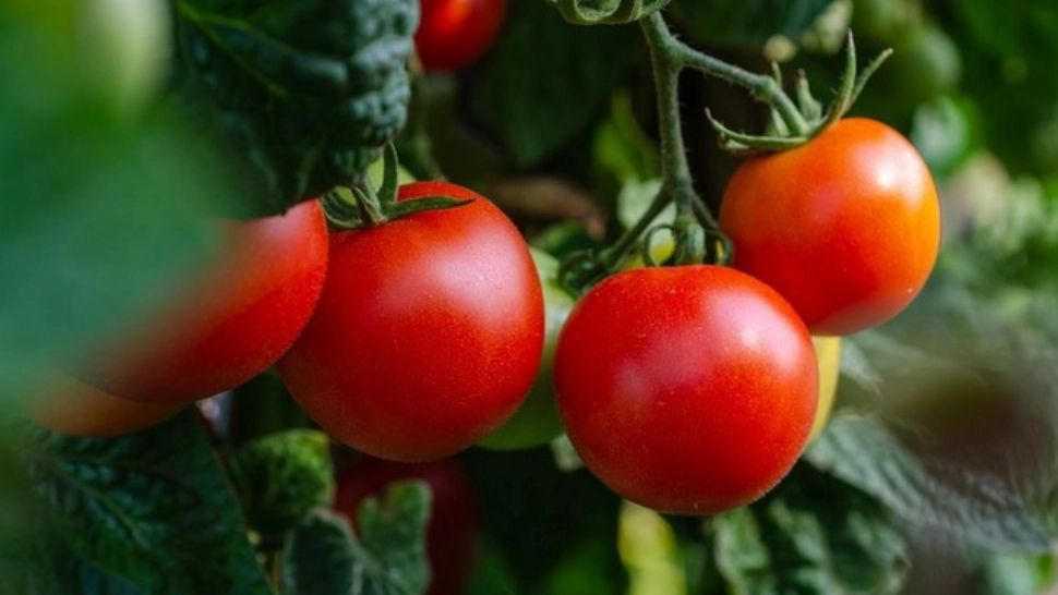 Culturi stropite cu substanțe toxice, în cel mai mare bazin legumicol din țară - OTRAVĂ PURĂ