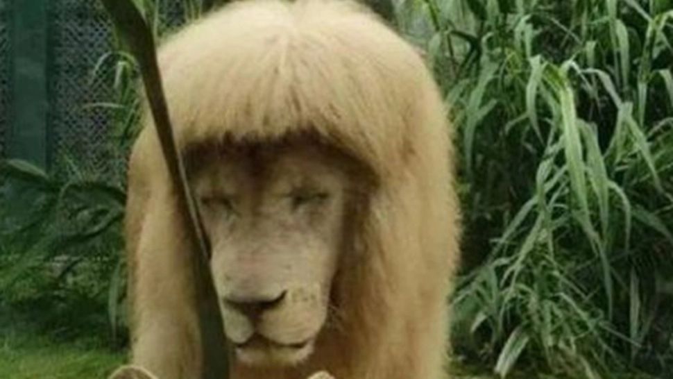 Leul cu breton a devenit vedetă. Ce a pățit felina de la un zoo din China