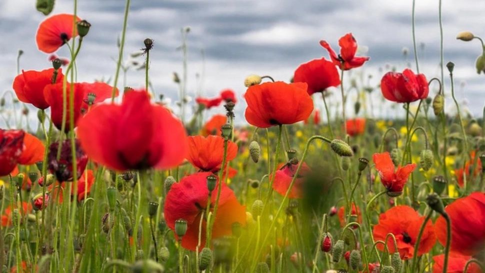 Schimbări radicale ale vremii - prognoza meteo pe o lună: cum va fi vremea până pe 4 iulie 