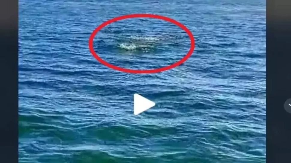 VIDEO – Ce au putut filma turiștii de pe o ambarcațiune din Marea Neagră – Imaginile virale pe internet