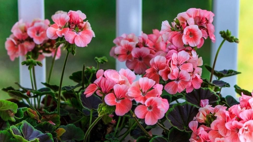 Ce să pui la rădăcina mușcatelor pentru o înflorire abundentă? Secretul pe care iubitorii de flori ar trebui să îl cunoască