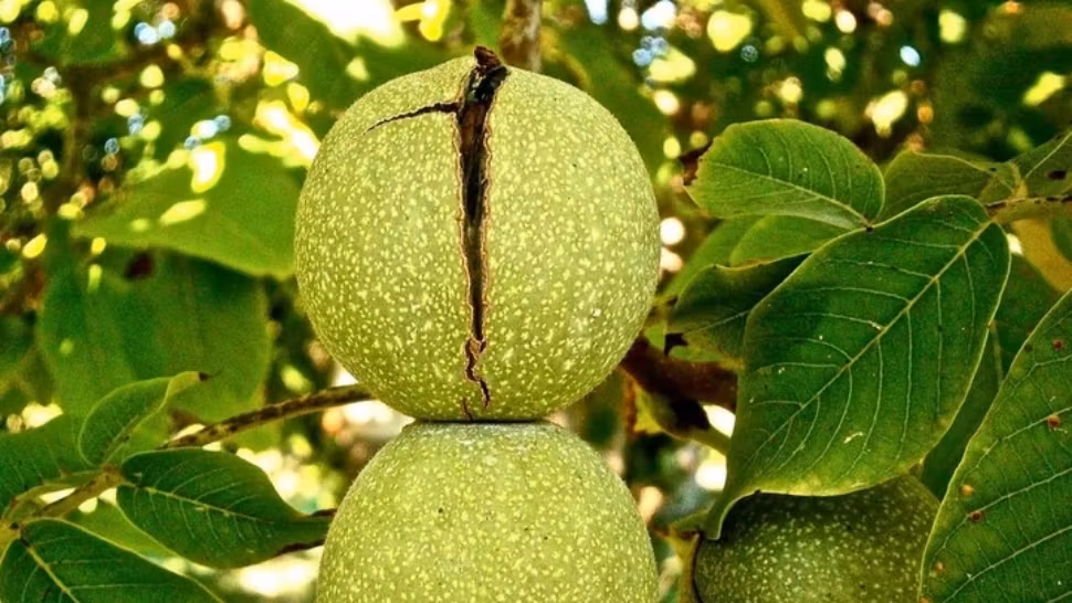 Copacul pe care niciun român NU trebuie să-l planteze în curte pentru că atrage GHINIONUL asupra gospodăriei. PERICOL uriaș