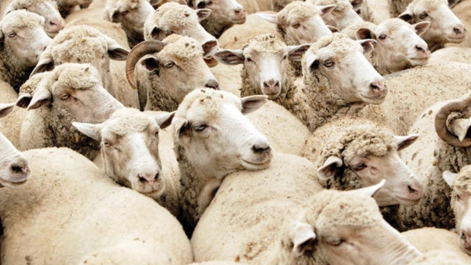 15.000 de oi s-au înecat după scufundarea unei nave în largul coastei sudaneze a Mării Roșii