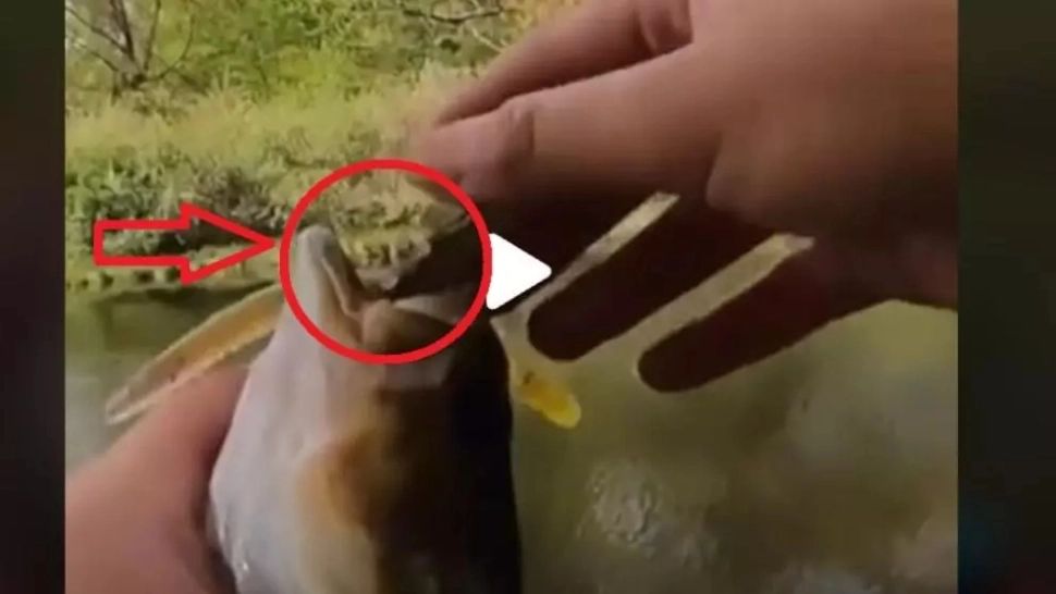 VIDEO – Din gura peștelui a început să iasă ceva ciudat – Când și-a dat seama, pescarul a început să țipe de frică