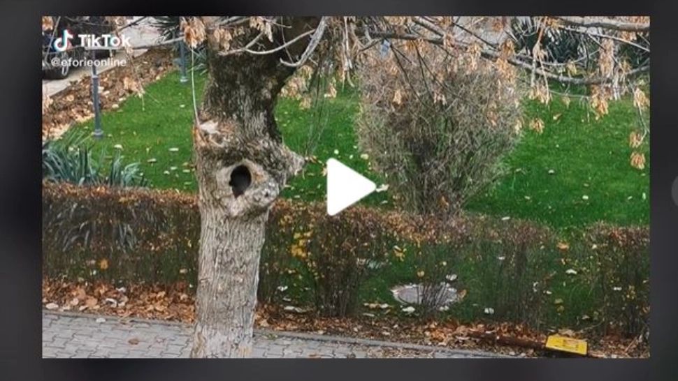 VIDEO – Incredibil cine și-a făcut casă în scorbura unui pom – Inițial oamenii au crezut că e vorba despre o pasăre, dar când s-au uitat mai bine…