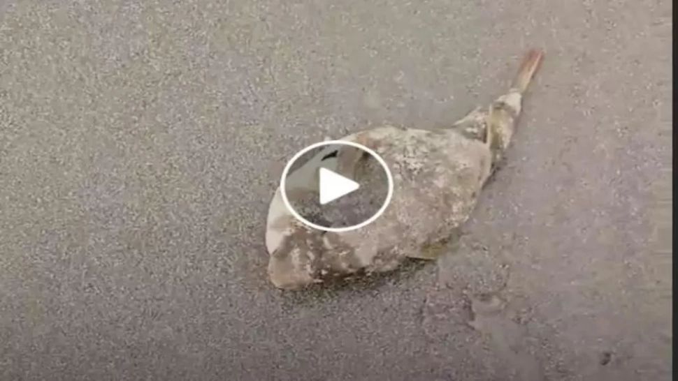 VIDEO – Mergea pe plajă și a găsit un pește ciudat – A pus mâna pe el și a vrut să-l arunce înapoi în mare însă nu știa că își riscă propria viață