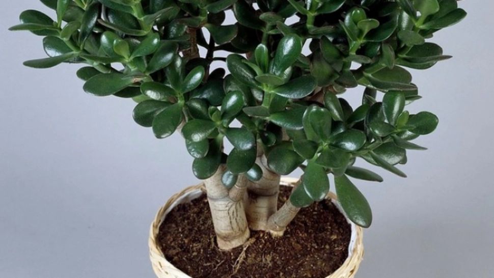 Planta care aduce noroc la bani. Unde s-o așezi în casă pentru a atrage belșugul