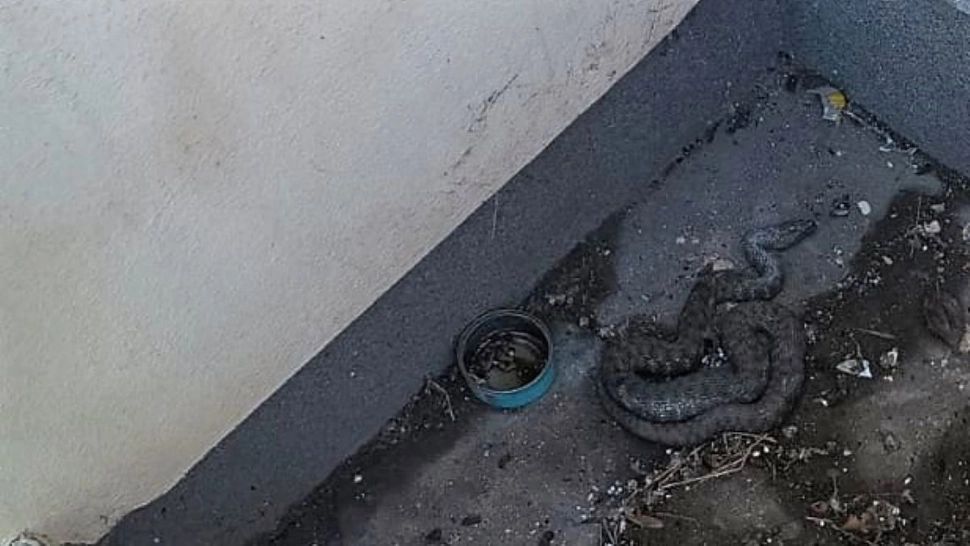 Alertă la Tulcea, un șarpe a apărut într-o zonă centrală a orașului