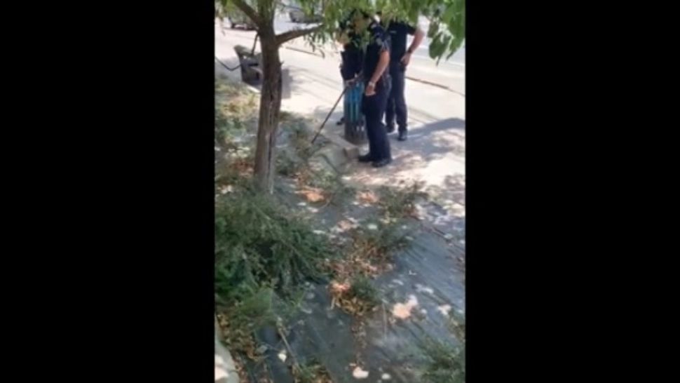 Șarpe capturat de jandarmi lângă spital și eliberat pe malul râului Siret - VIDEO