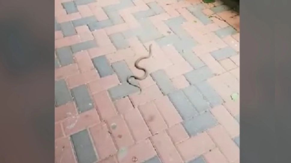 Șerpi în grădinile blocurilor din Capitală. Locatarii sunt îngroziți 